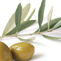 Olive Leaf