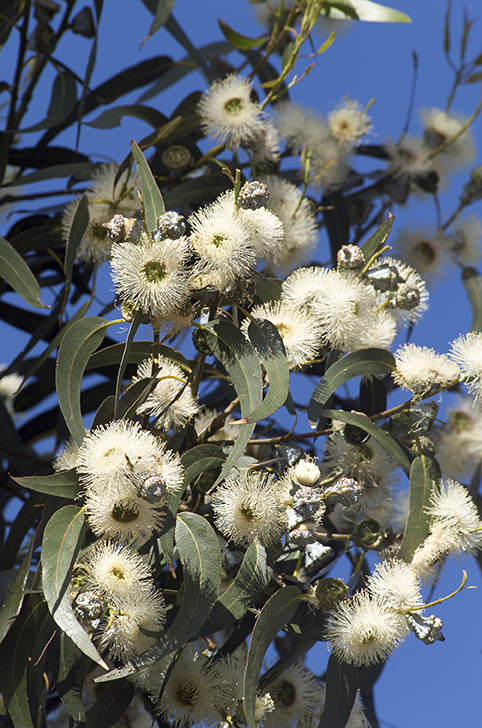 Tasmanian Blue